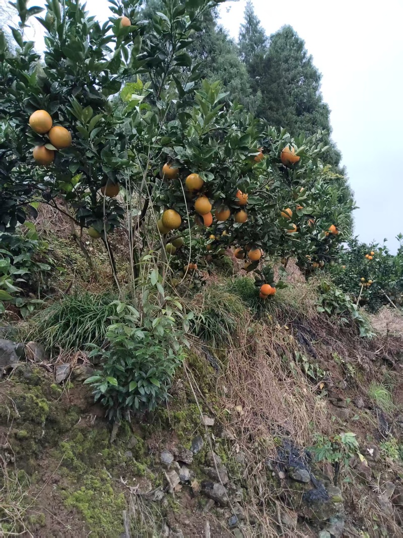 【湖南橙子】湖南纽荷尔脐橙/湘西脐橙/电商团购一件代发
