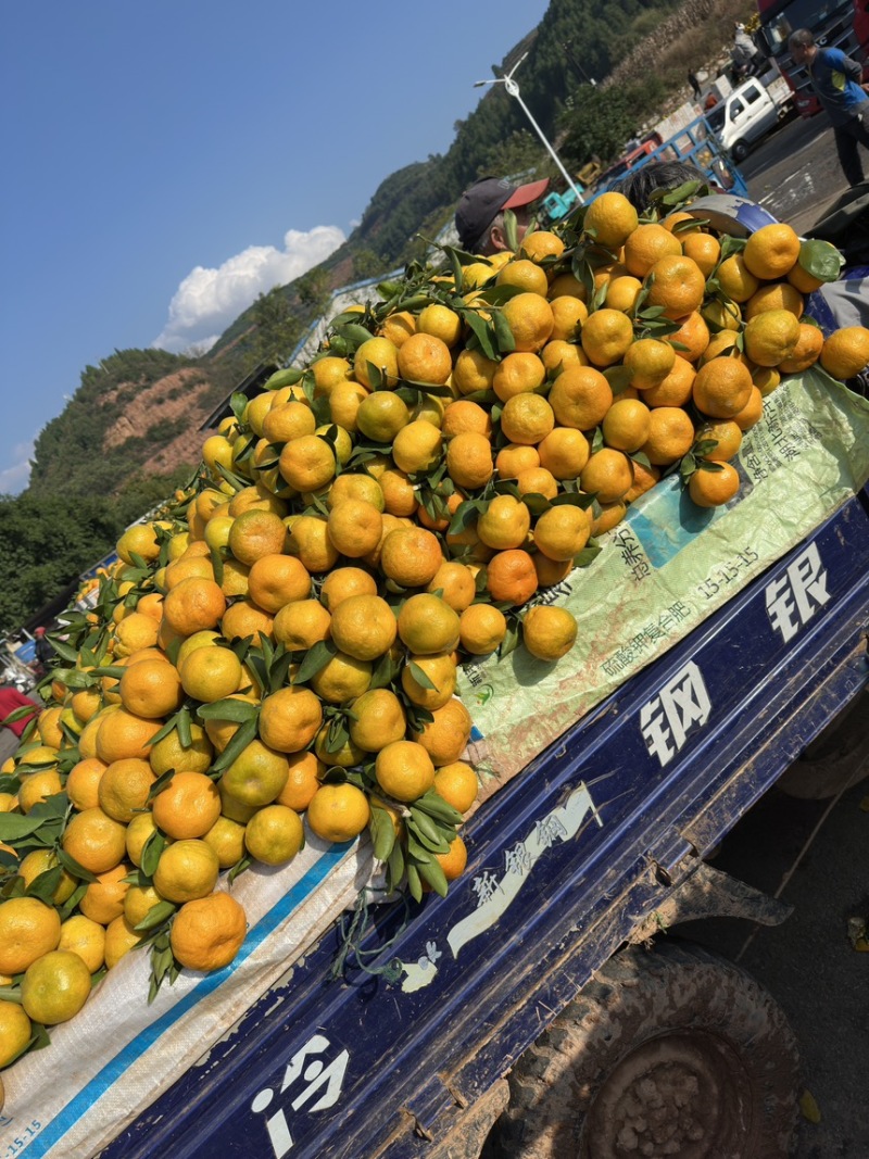 湖北丹江口蜜桔