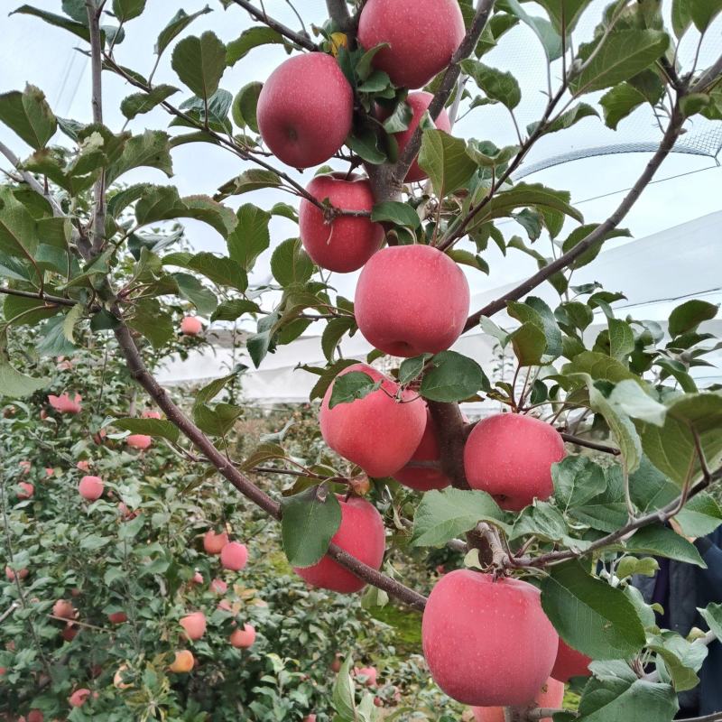 红富士苹果