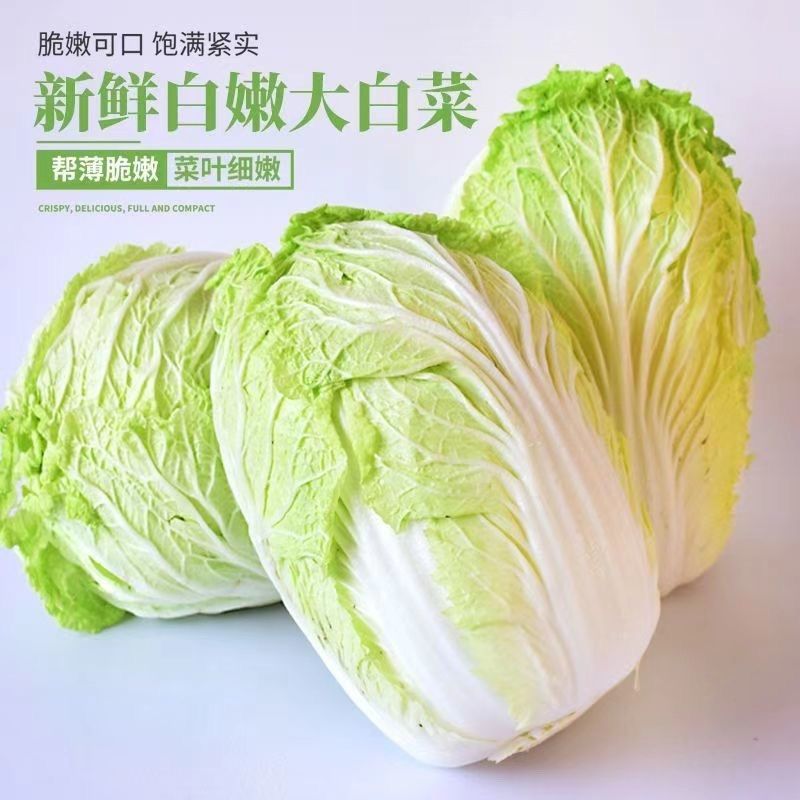 湖北荆门黄心大白菜产地直供大量有货对接超市批发市场团购