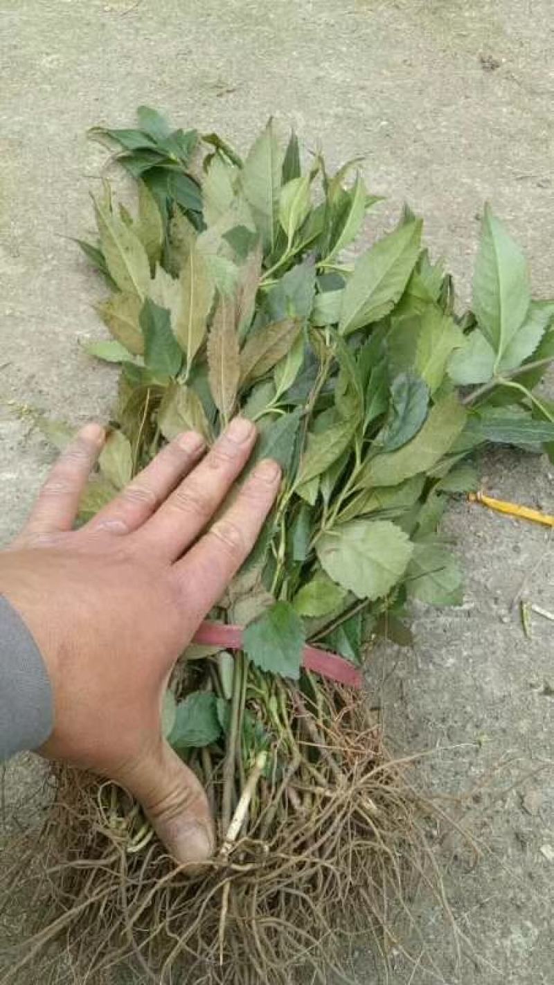 野生草珊瑚苗（存活率高）芽头多，长势猛。