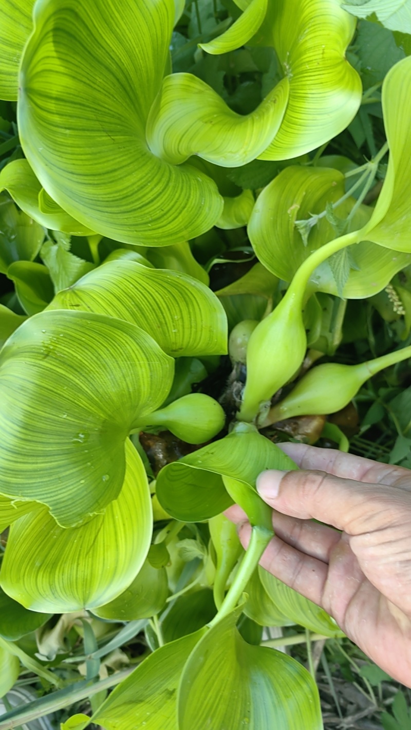 水葫芦