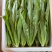 油麦。青叶生菜。意大利。甘兰。松花。等等