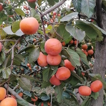 阳丰柿子
