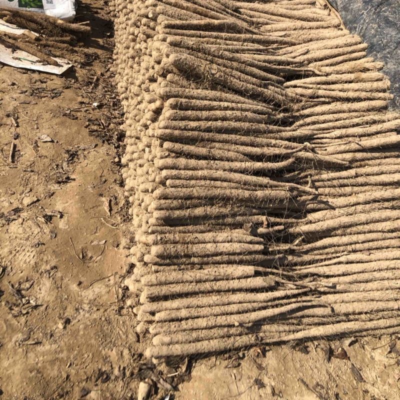 精品双棒山药二路