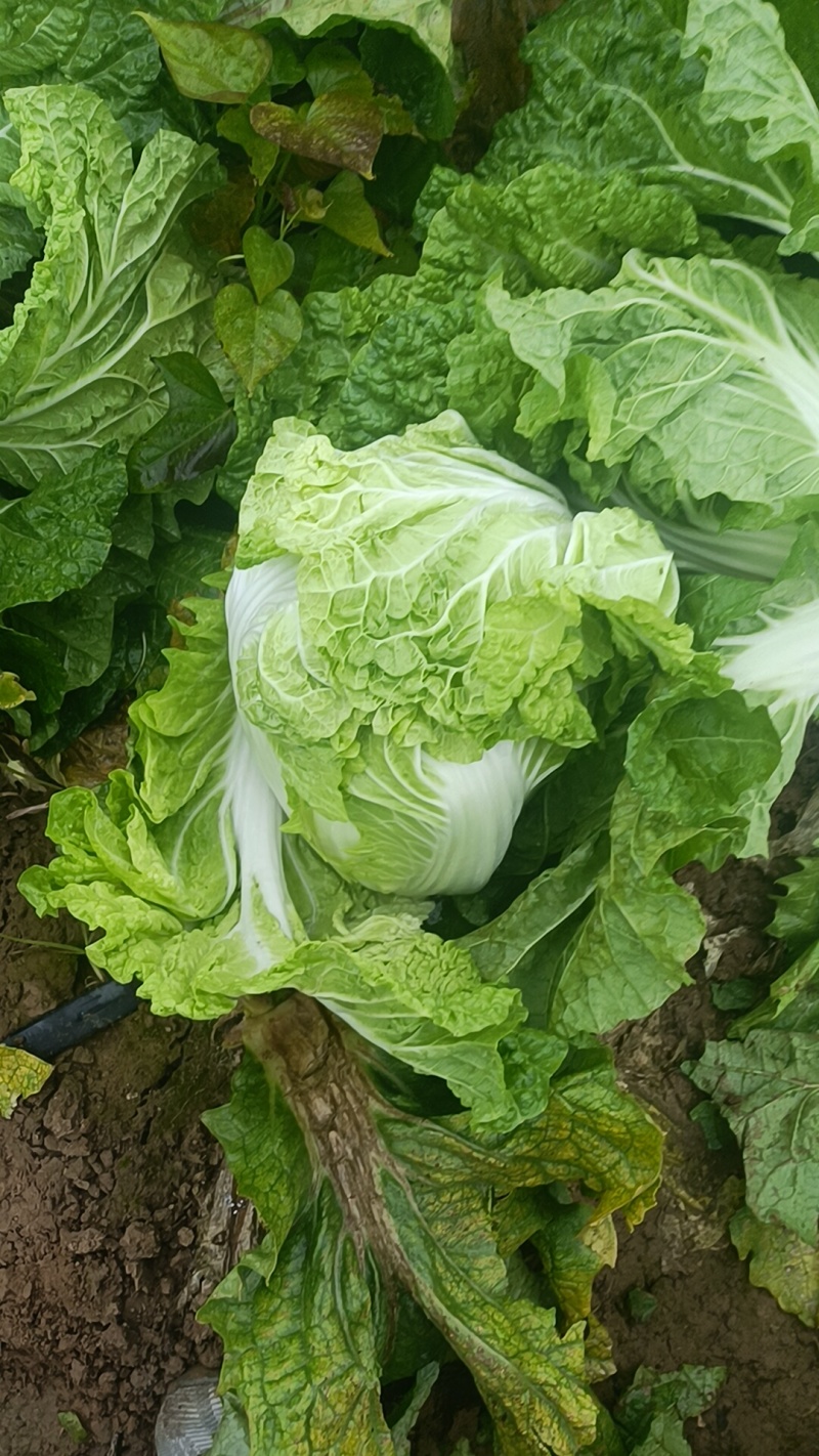 大白菜，有要的联系
