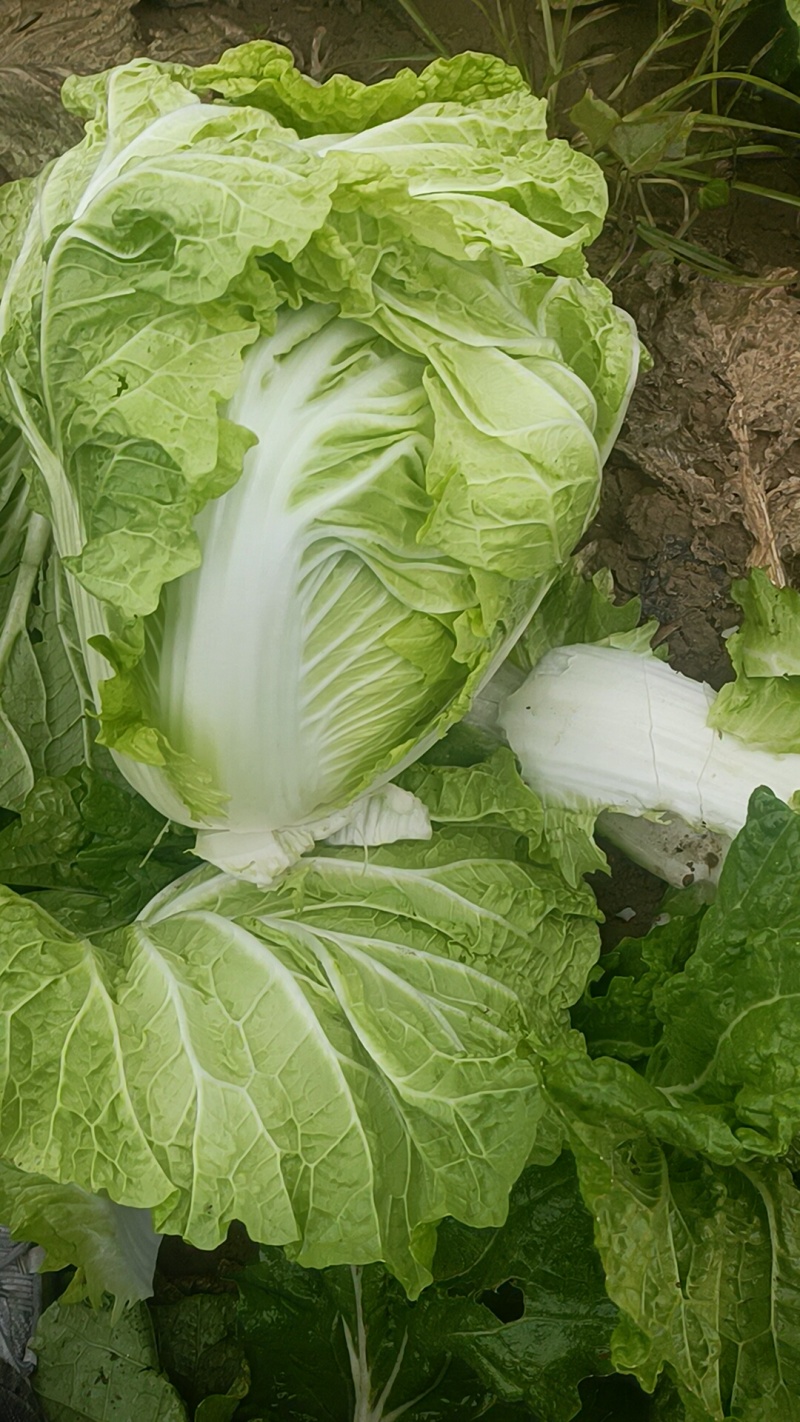 大白菜，有要的联系