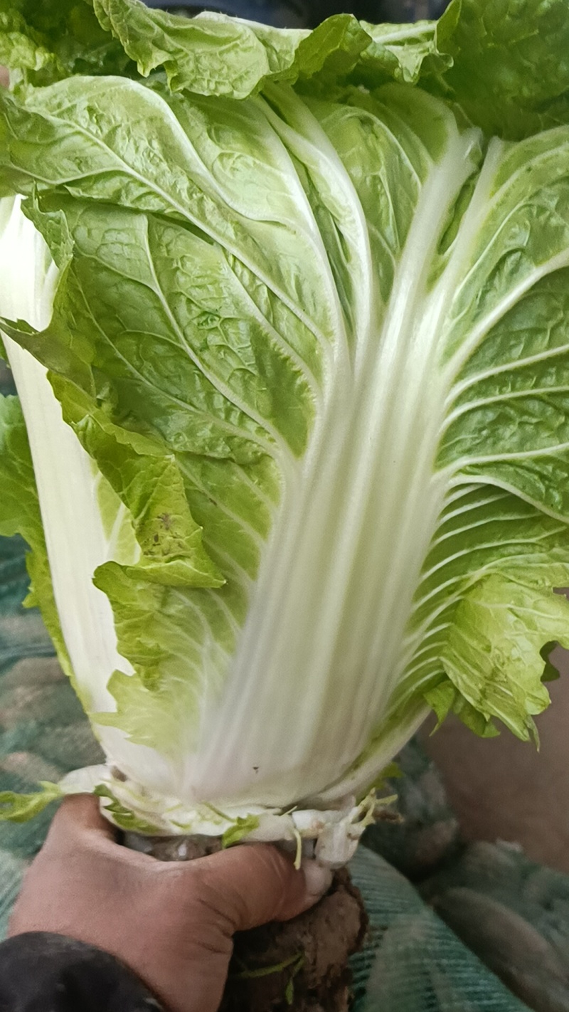 大白菜，868，有要的联系