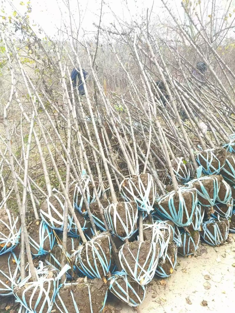 甘肃产地供货山杏苗大量有货对接园林绿化价格优惠