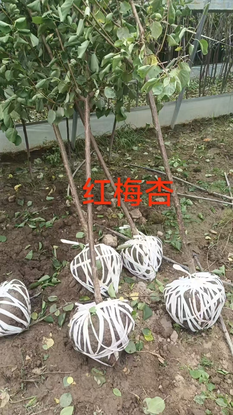 甘肃产地供货山杏苗大量有货对接园林绿化价格优惠