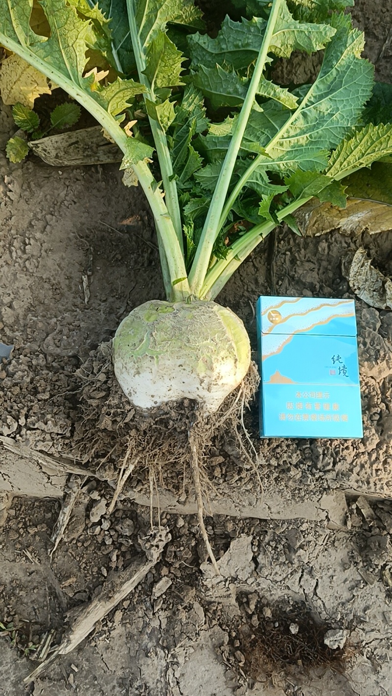 芥菜疙瘩，有要的联系