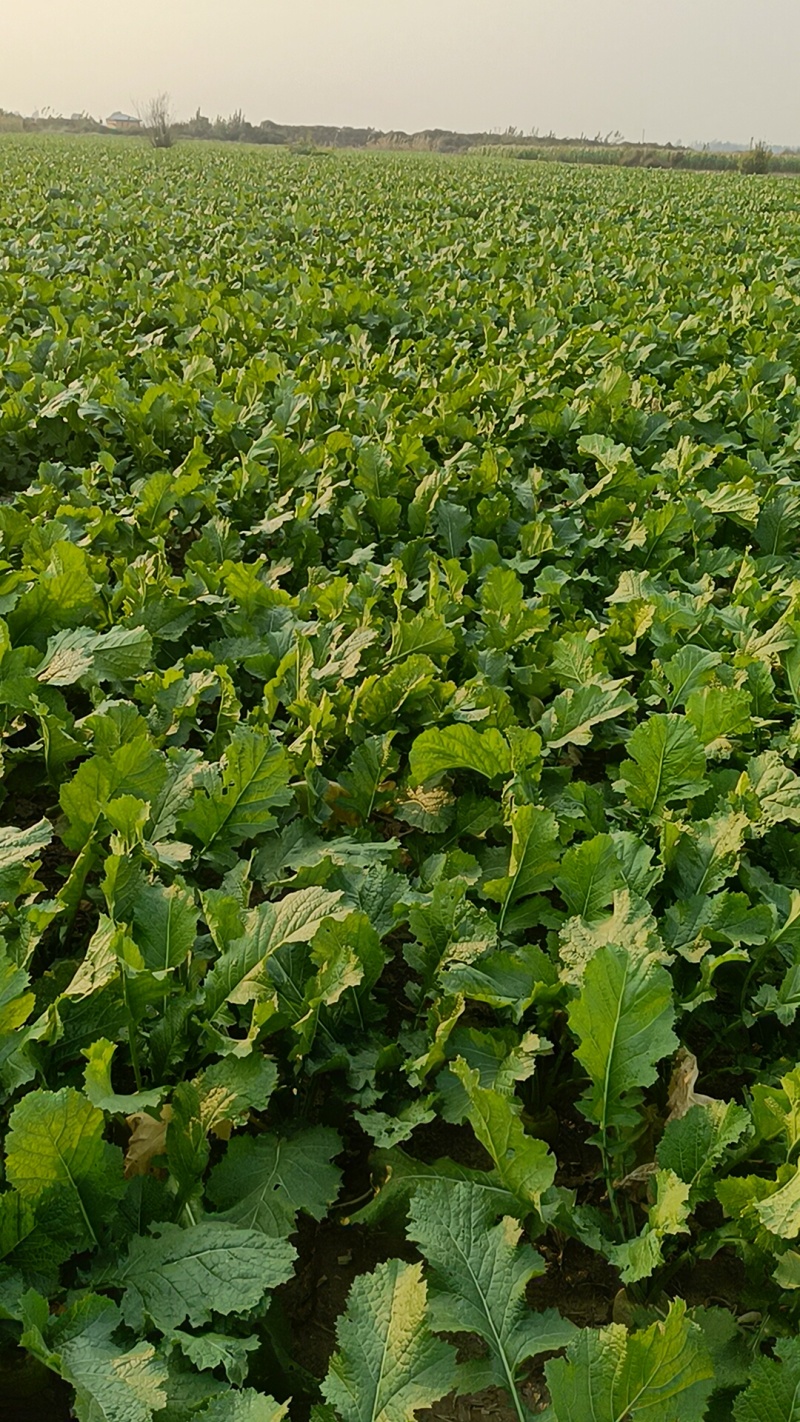 芥菜疙瘩，有要的联系
