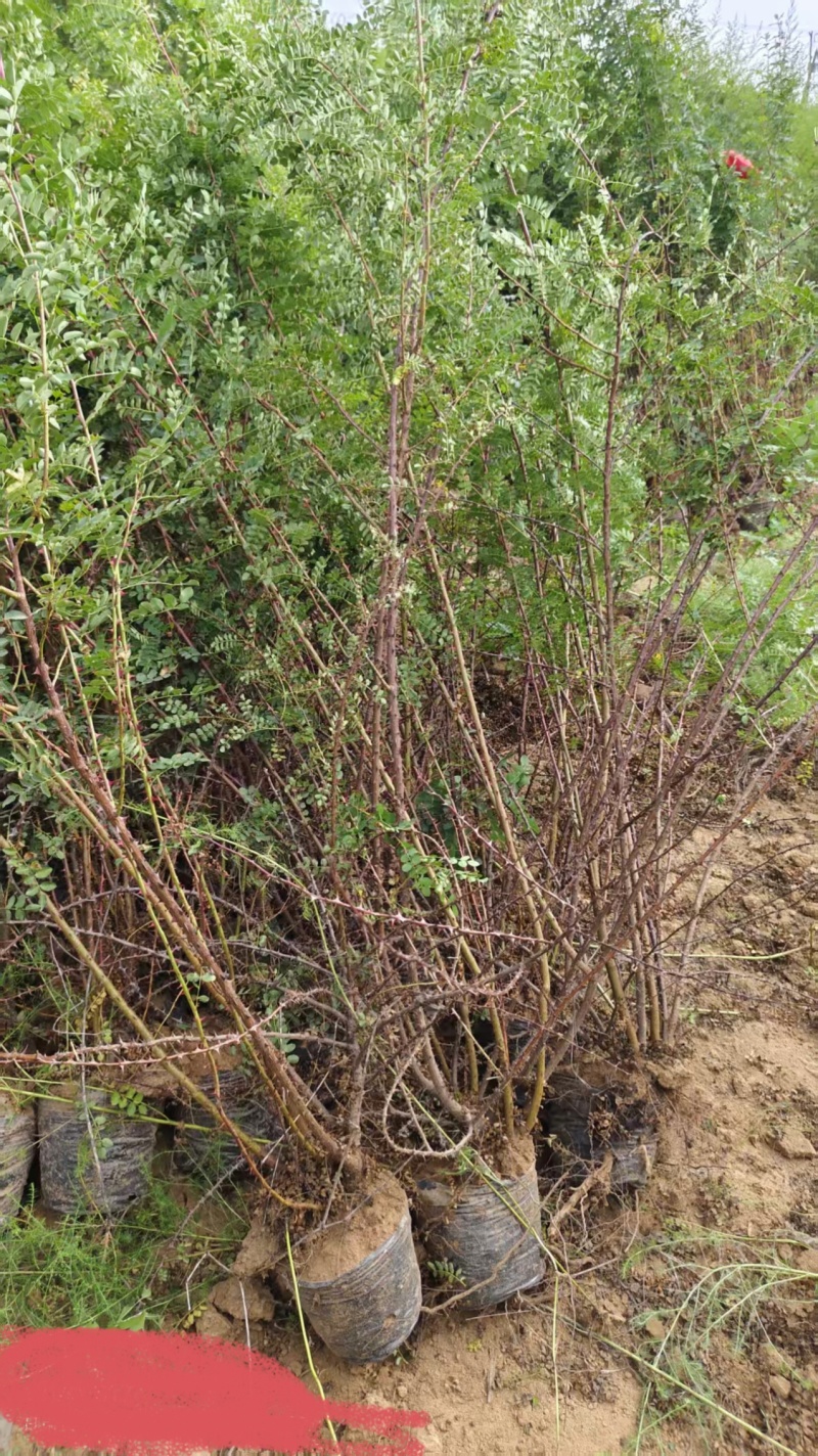 黄刺枚自己苗圃一手货源可长期供货价格优惠