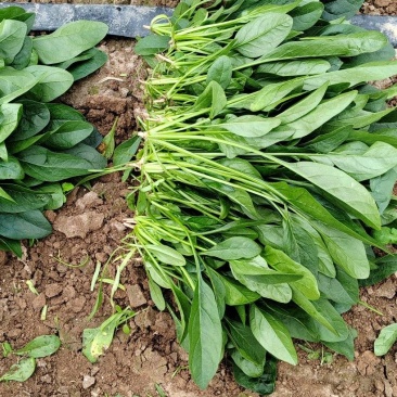 菠菜