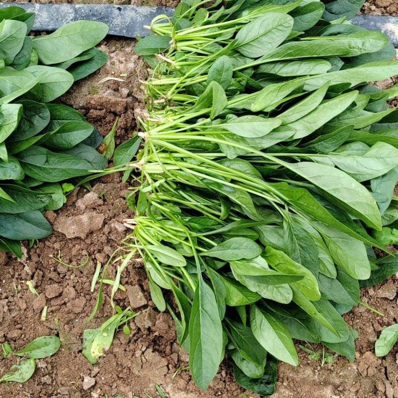 菠菜