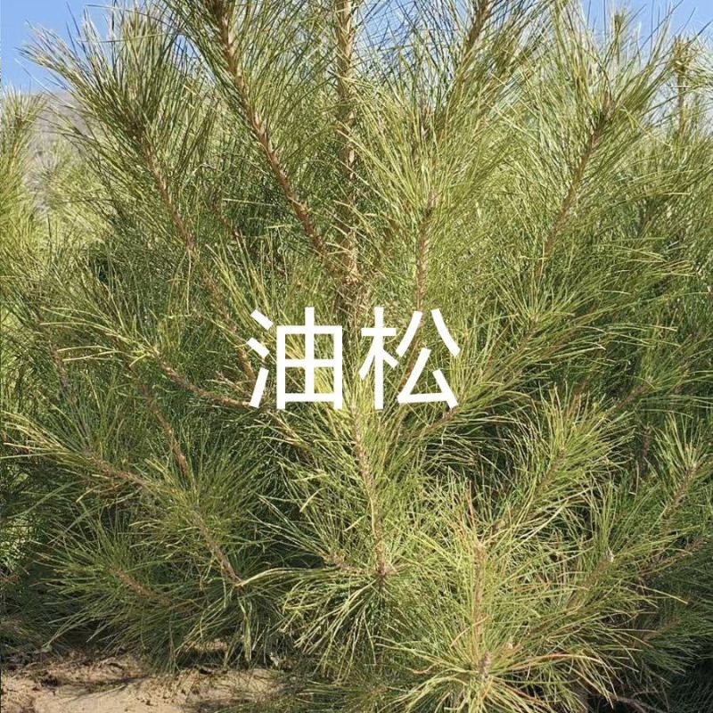 油松杯苗，大田油松