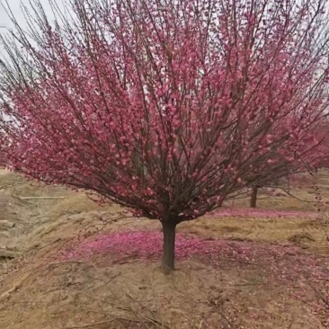 骨里红梅—大量退林清地处理！基地直销—价格优惠！