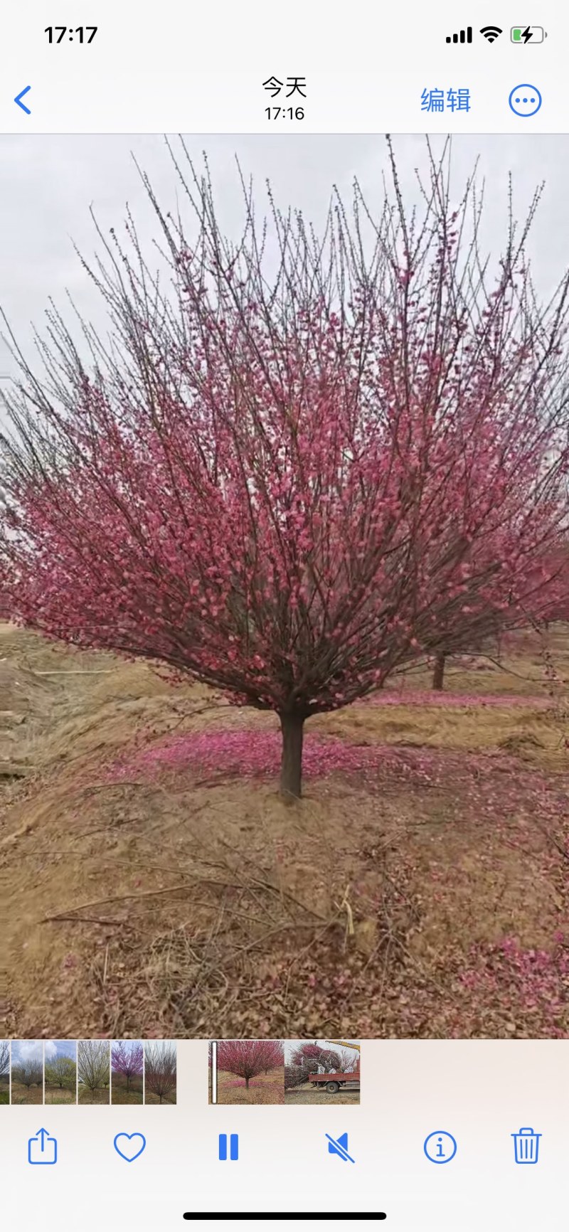 骨里红梅—大量退林清地处理！基地直销—价格优惠！