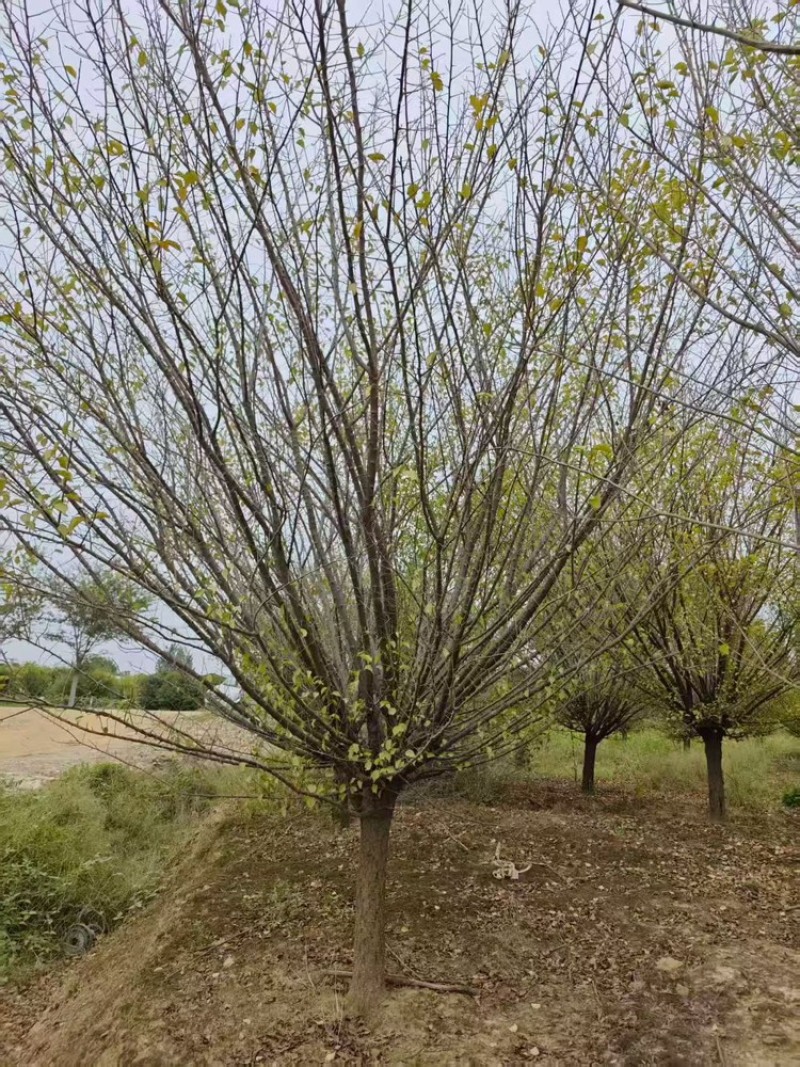 骨里红梅—大量退林清地处理！基地直销—价格优惠！