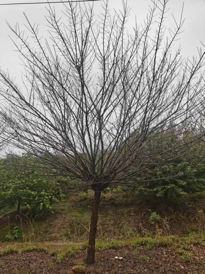 骨里红梅—大量退林清地处理！基地直销—价格优惠！
