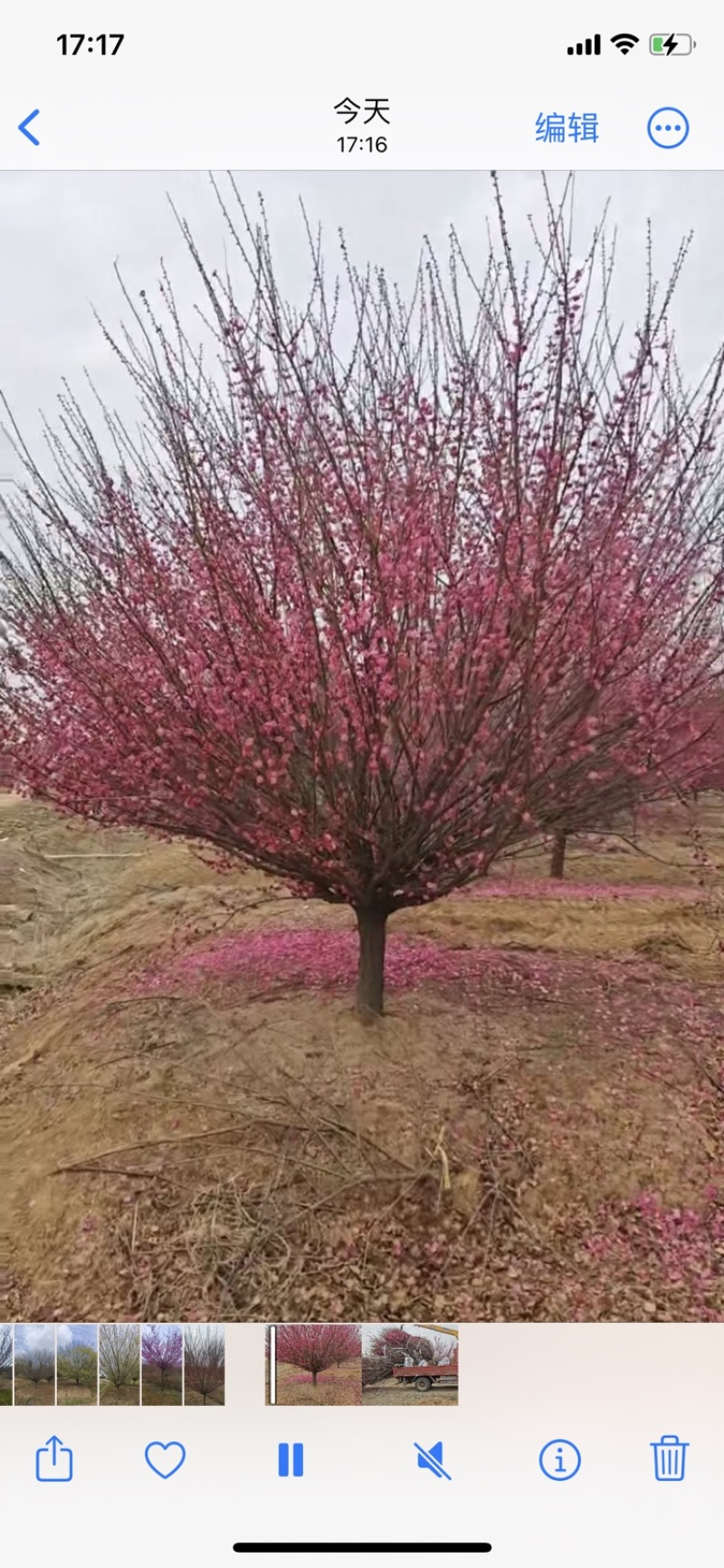 骨里红梅—大量退林清地处理！基地直销—价格优惠！