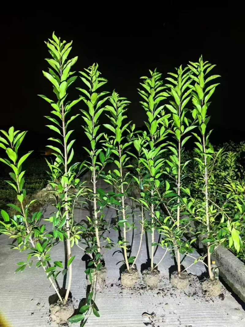 自家苗莆黄杨苗