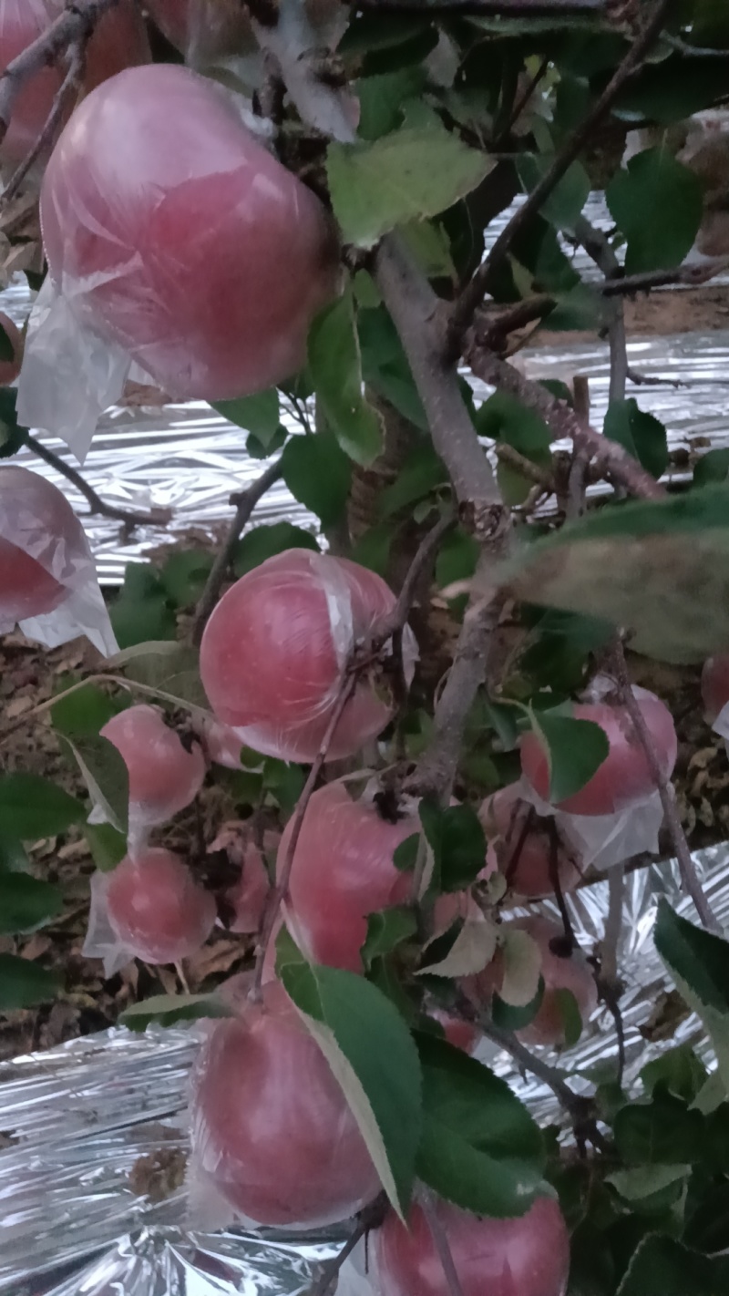 河南省郑州市冰糖心富士苹果大量现货大量批发