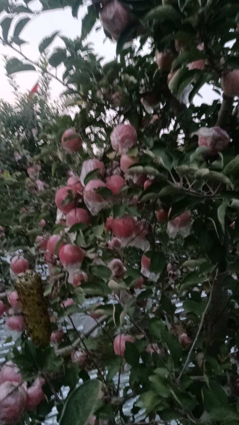 河南省郑州市冰糖心富士苹果大量现货大量批发