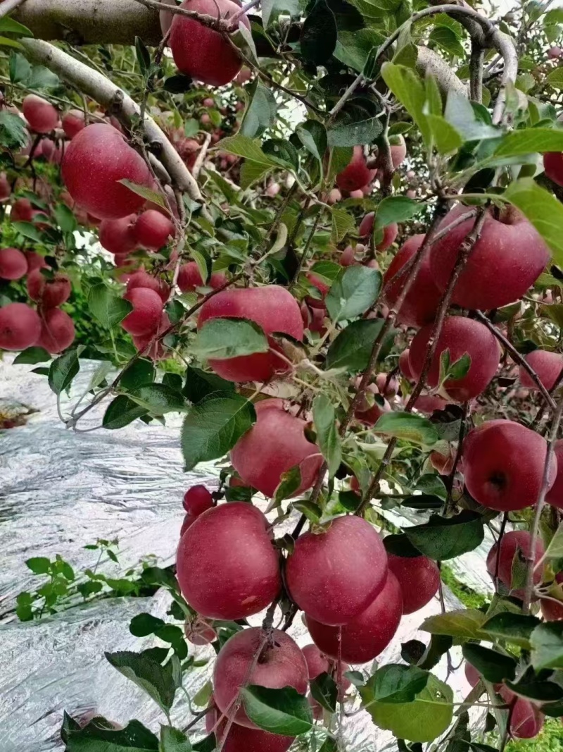 【热卖】云南昭通红富士冰糖心丑苹果种植基地直发