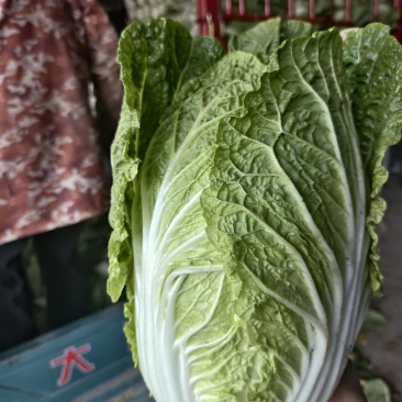 精品大白菜