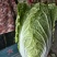 精品大白菜