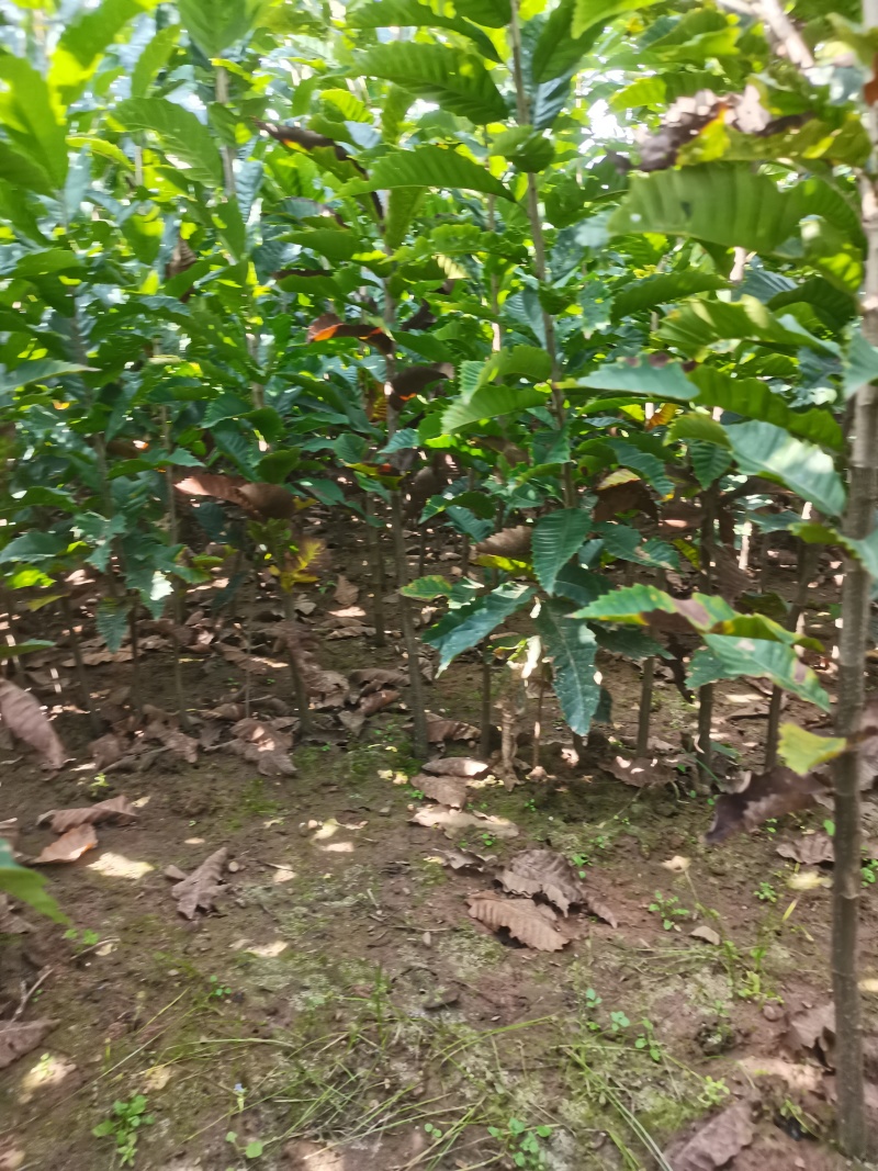 板栗苗