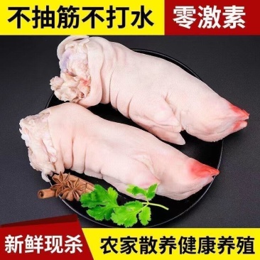 10只新鲜带筋猪蹄子营养蹄筋前蹄8只批发生猪