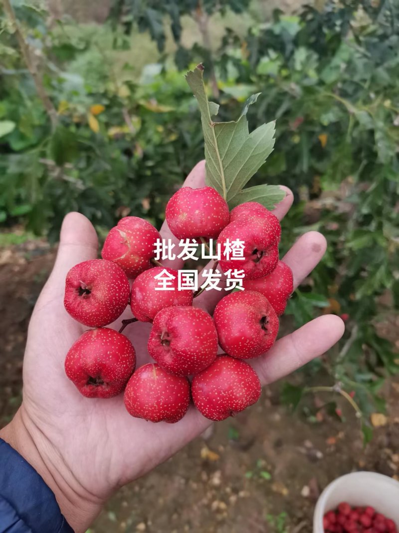 正宗精品甜红子山楂山东产地，圆润饱满香甜可口果园直发。