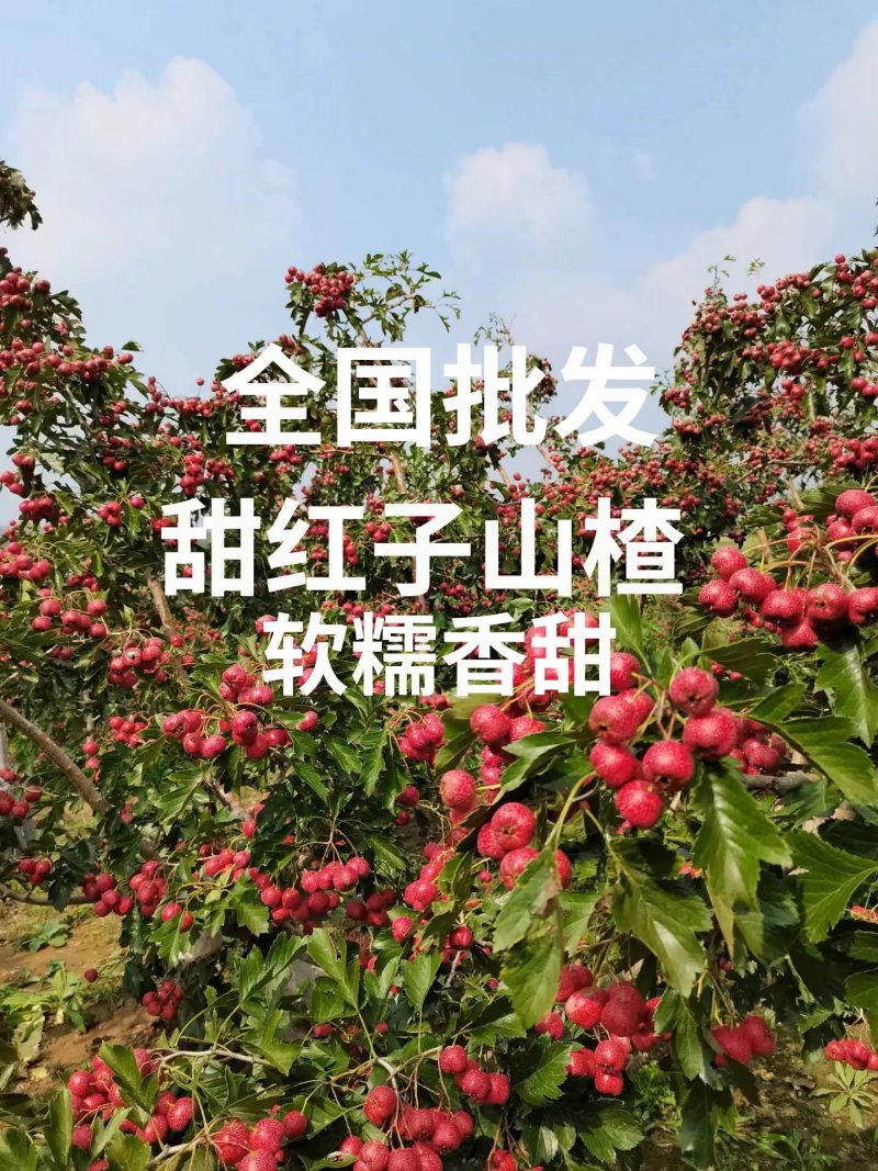 正宗精品甜红子山楂山东产地，圆润饱满香甜可口果园直发。