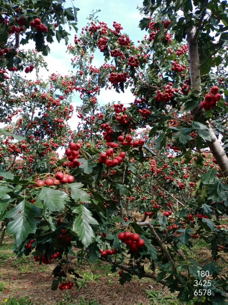 正宗精品甜红子山楂山东产地，圆润饱满香甜可口果园直发。