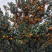 南丰蜜橘