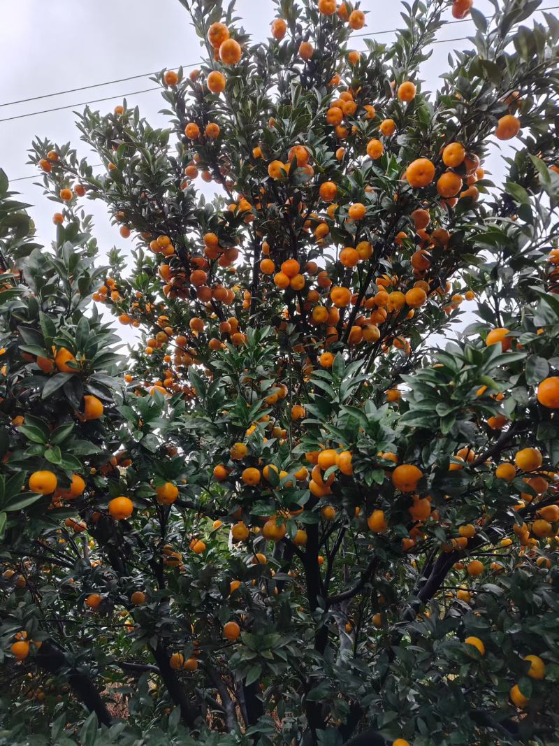 南丰蜜橘