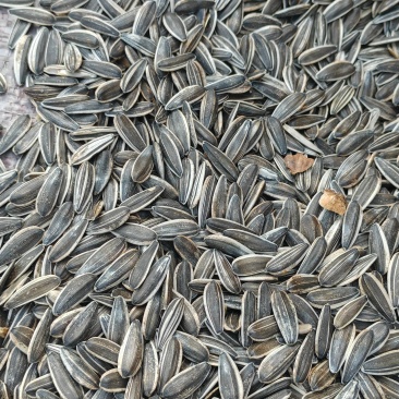 新疆喀什复播食葵60吨