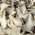 高品质白芨量大价格更优联系我们享好价