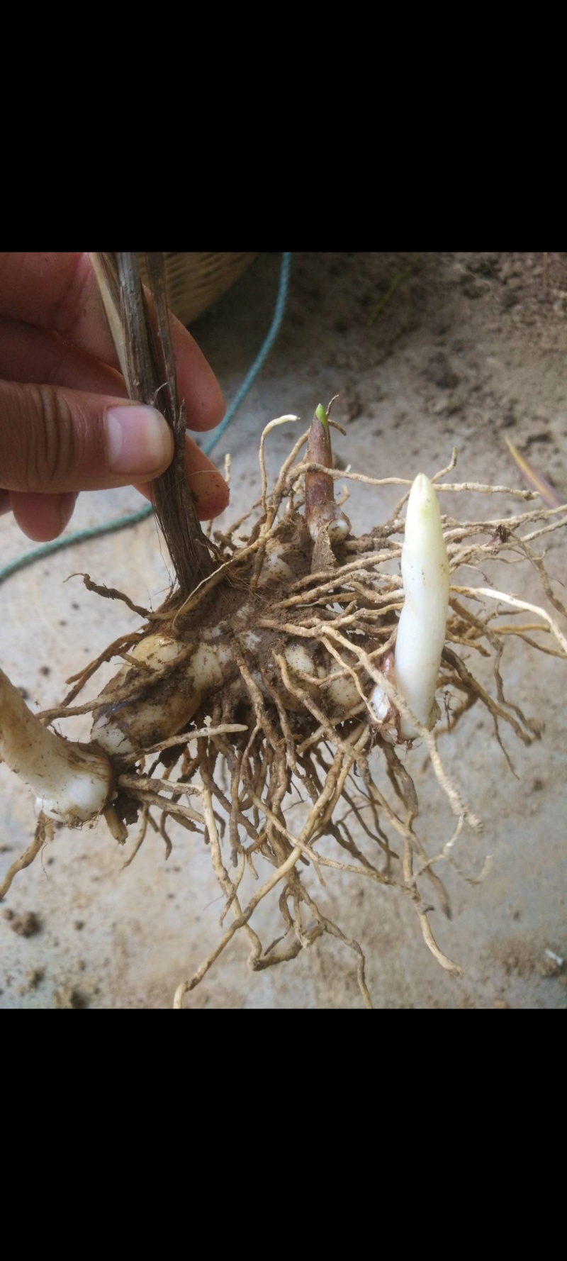白芨大块茎苗两年出产量