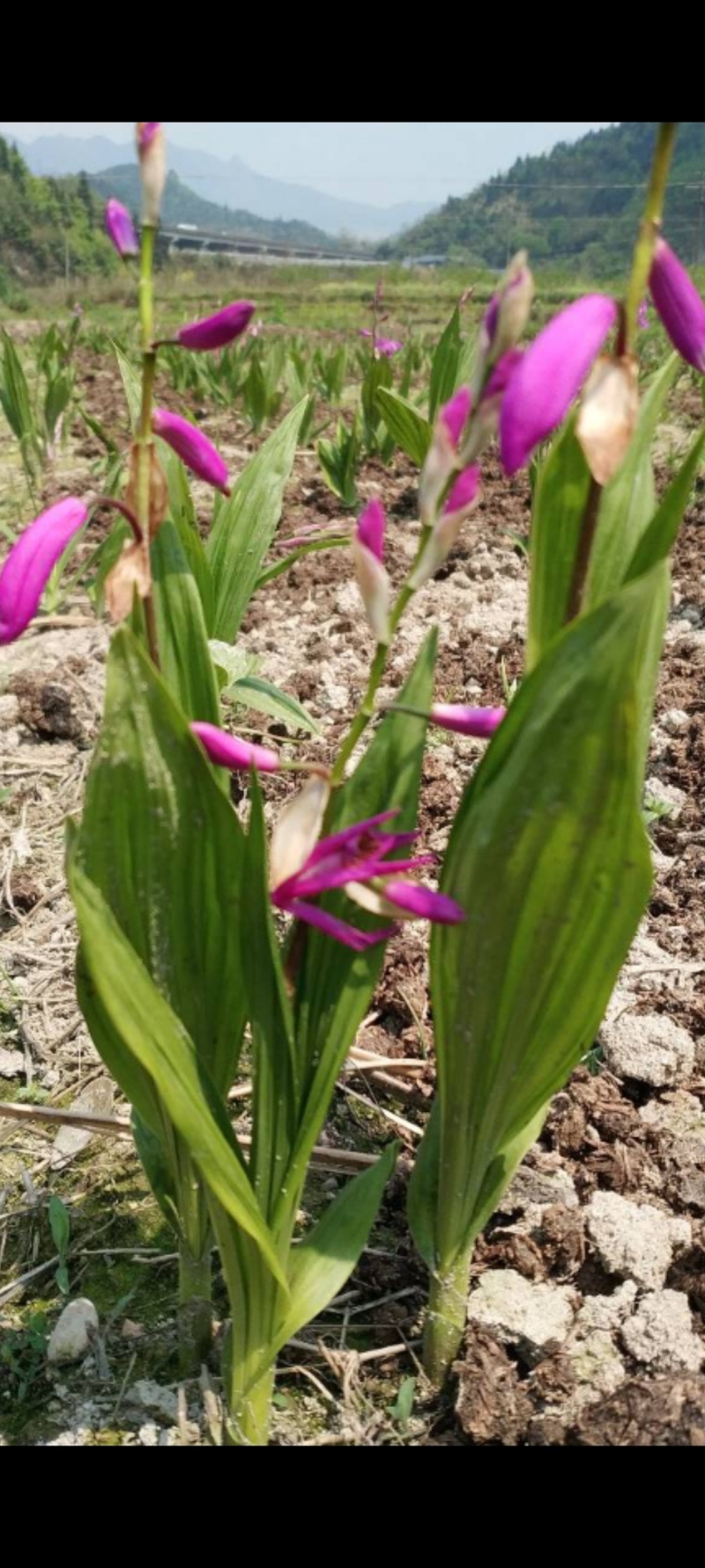 白芨大块茎苗两年出产量