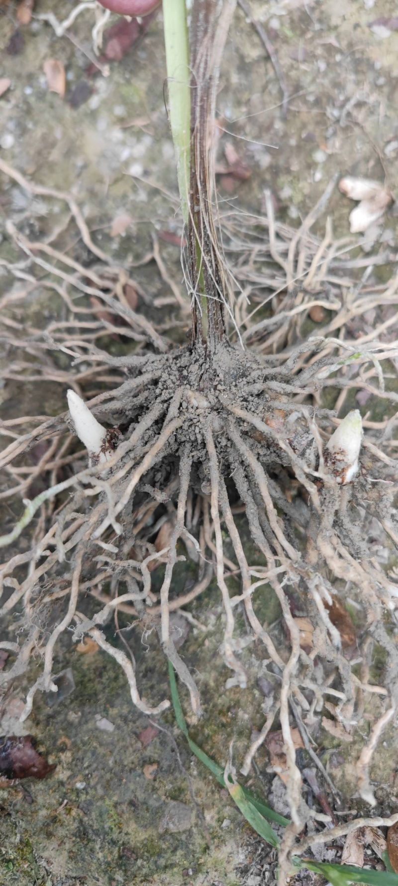 白芨大块茎苗两年出产量