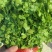 铁杆青香菜大量上市