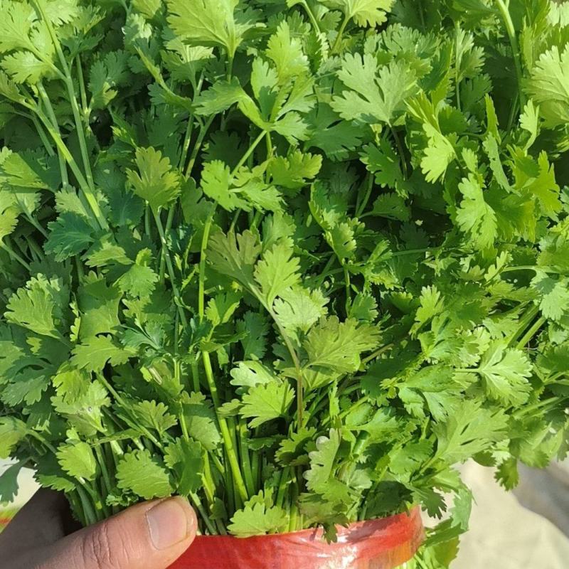 铁杆青香菜大量上市