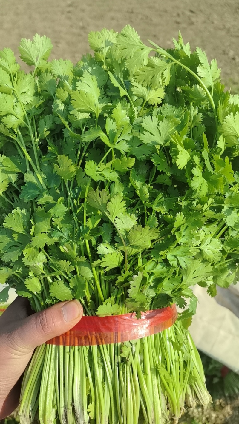 铁杆青香菜大量上市