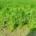 铁杆青香菜大量上市