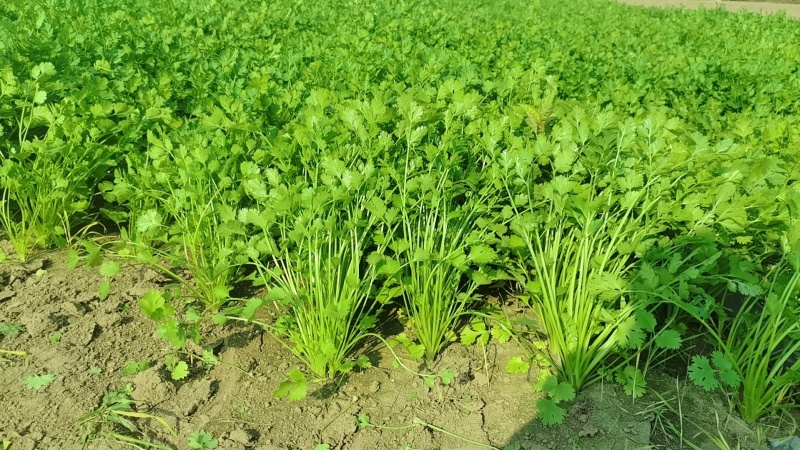 铁杆青香菜大量上市