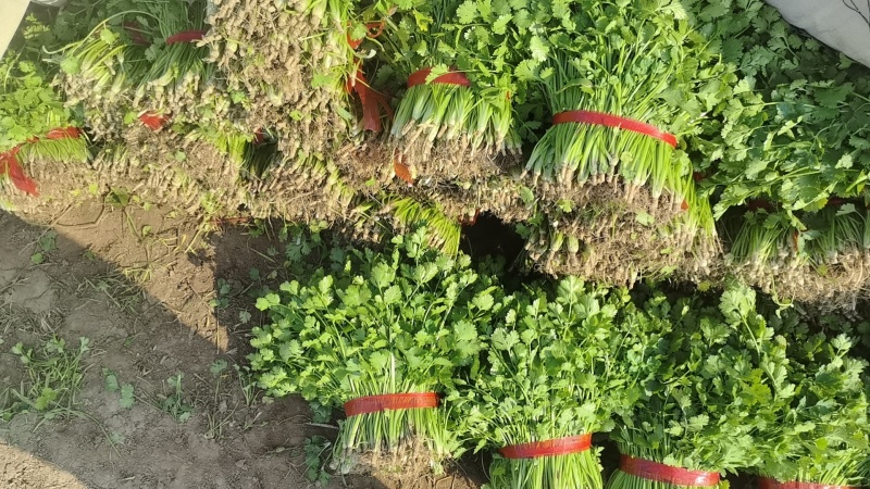 铁杆青香菜大量上市