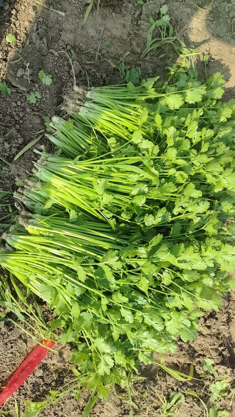 铁杆青香菜大量上市